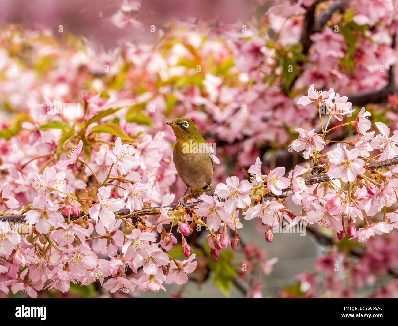 Un grazioso occhio bianco giapponese, Zosterops japonicus, arroccato in fiore di prugne rosa in un parco vicino al Palazzo Imperiale, Tokyo, Giappone. Foto Stock Un grazioso occhio bianco giapponese, Zosterops japonicus, arroccato in fiore di prugne rosa in un parco vicino al Palazzo Imperiale, Tokyo, Giappone. Foto Stock