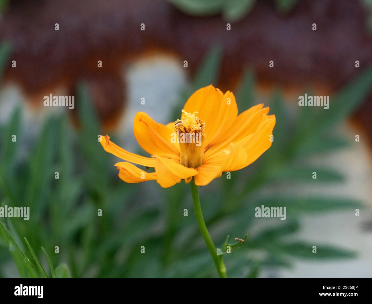 Un fiore di cosmo dorato fiorisce lungo una strada a Yokohama, in Giappone Foto Stock Un fiore di cosmo dorato fiorisce lungo una strada a Yokohama, in Giappone Foto Stock