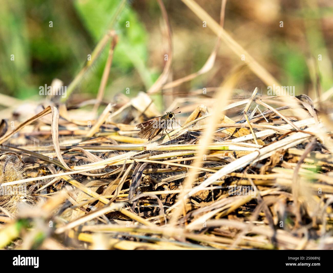 Una piccola farfalla skipper erba, famiglia hesperiinae, riposa nell'erba tagliata accanto a un campo giapponese. Foto Stock Una piccola farfalla skipper erba, famiglia hesperiinae, riposa nell'erba tagliata accanto a un campo giapponese. Foto Stock
