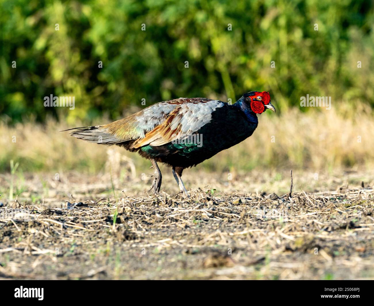 Una famiglia di fagiani verdi giapponesi, Phasianus versicolor, cerca cibo in un campo giapponese vuoto. Foto Stock Una famiglia di fagiani verdi giapponesi, Phasianus versicolor, cerca cibo in un campo giapponese vuoto. Foto Stock