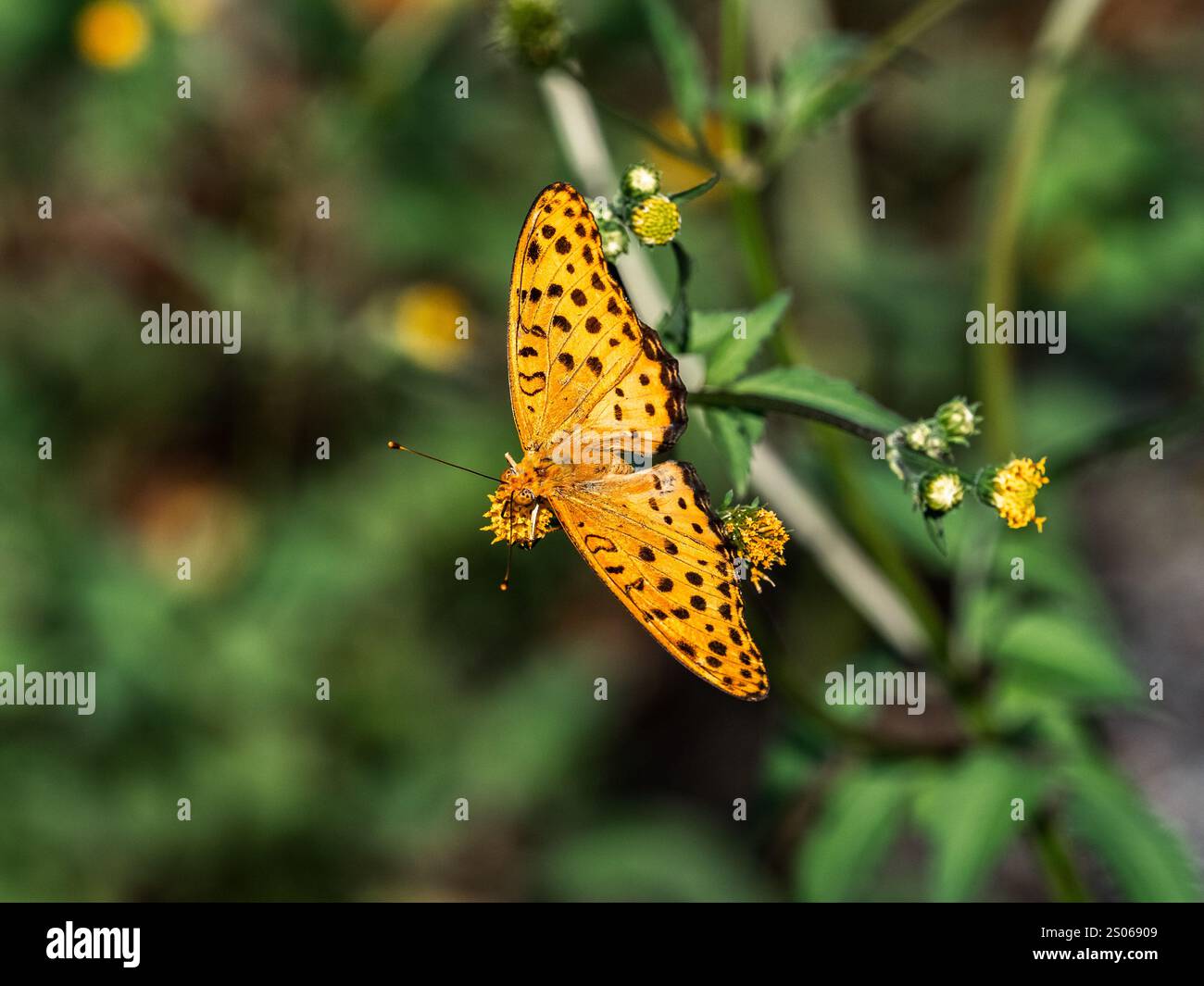 Una luminosa farfalla Fritillaria tropicale, Argynnis hyperbius, che riposa su un fiore tra i fiori selvatici lungo una strada a Yokohama, in Giappone. Foto Stock Una luminosa farfalla Fritillaria tropicale, Argynnis hyperbius, che riposa su un fiore tra i fiori selvatici lungo una strada a Yokohama, in Giappone. Foto Stock