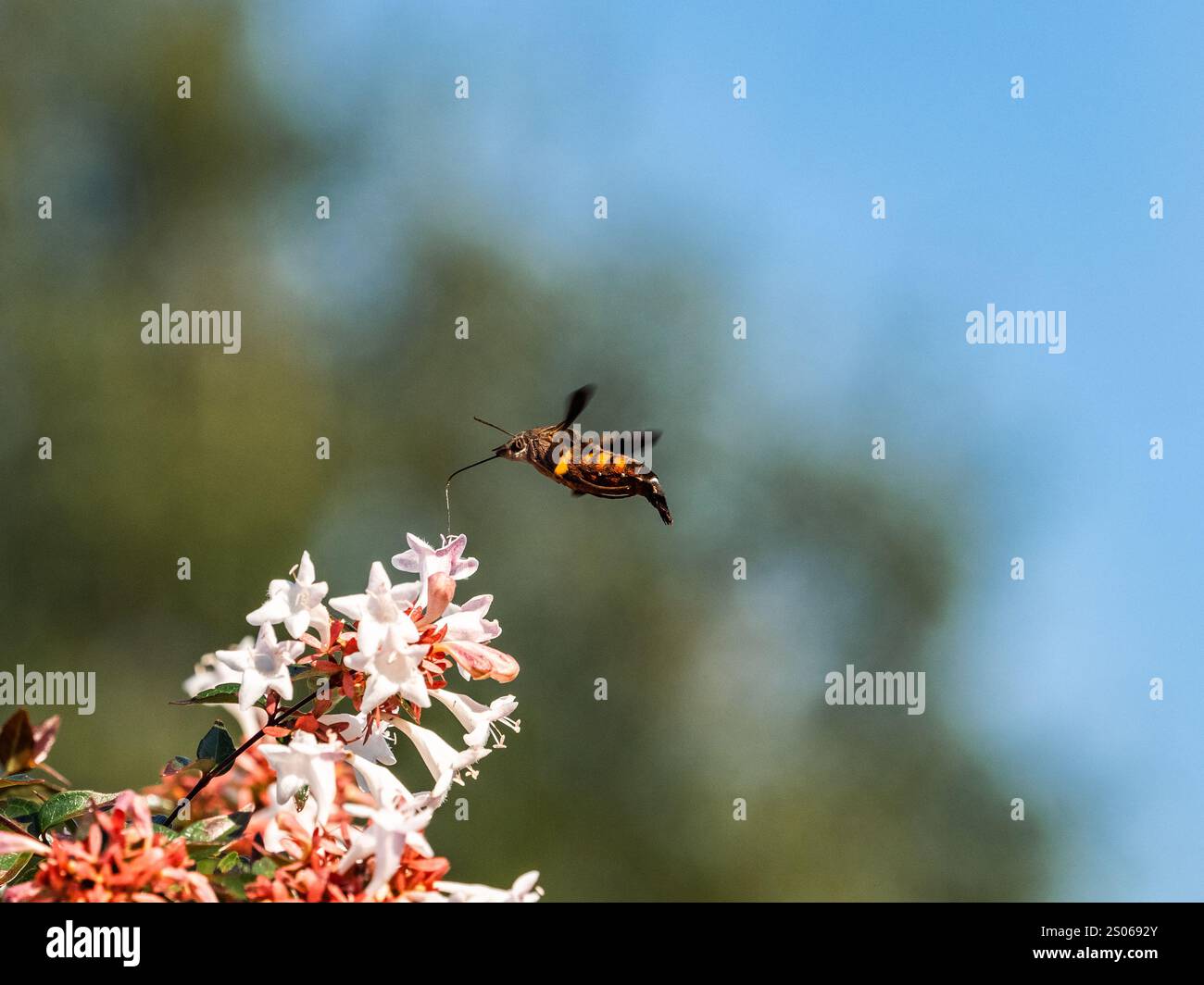 Un corno di Maile Pilau o un falco di colibrì nero, della famiglia Macroglossum, si alza mentre si nutrono di piccoli fiori bianchi in un parco vicino Y Foto Stock Un corno di Maile Pilau o un falco di colibrì nero, della famiglia Macroglossum, si alza mentre si nutrono di piccoli fiori bianchi in un parco vicino Y Foto Stock