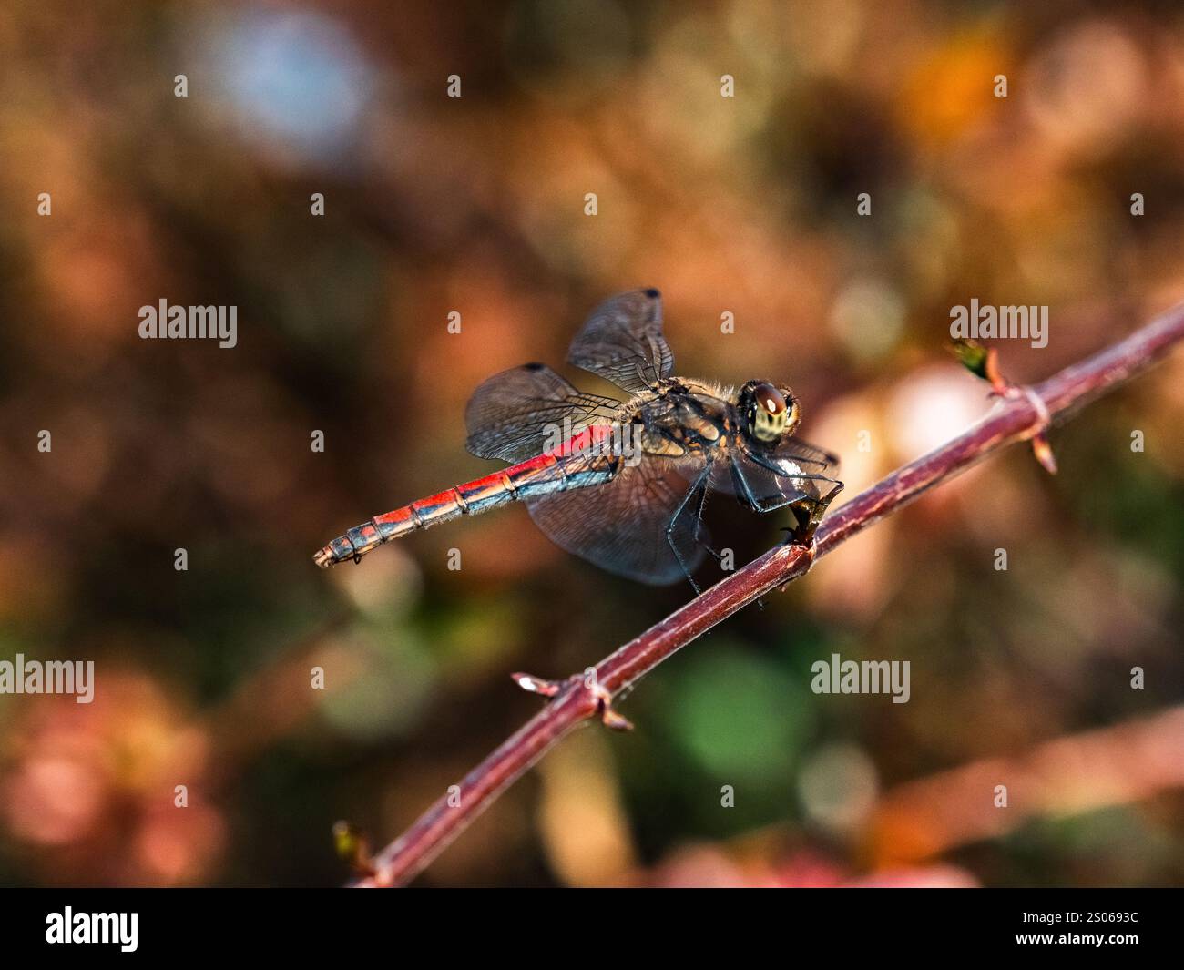Una brillante libellula Autumn Darter, Sympetrum frequenta, si appoggia alla fine del bastone accanto a un piccolo campo di riso vicino a Yokohama, in Giappone. Foto Stock Una brillante libellula Autumn Darter, Sympetrum frequenta, si appoggia alla fine del bastone accanto a un piccolo campo di riso vicino a Yokohama, in Giappone. Foto Stock