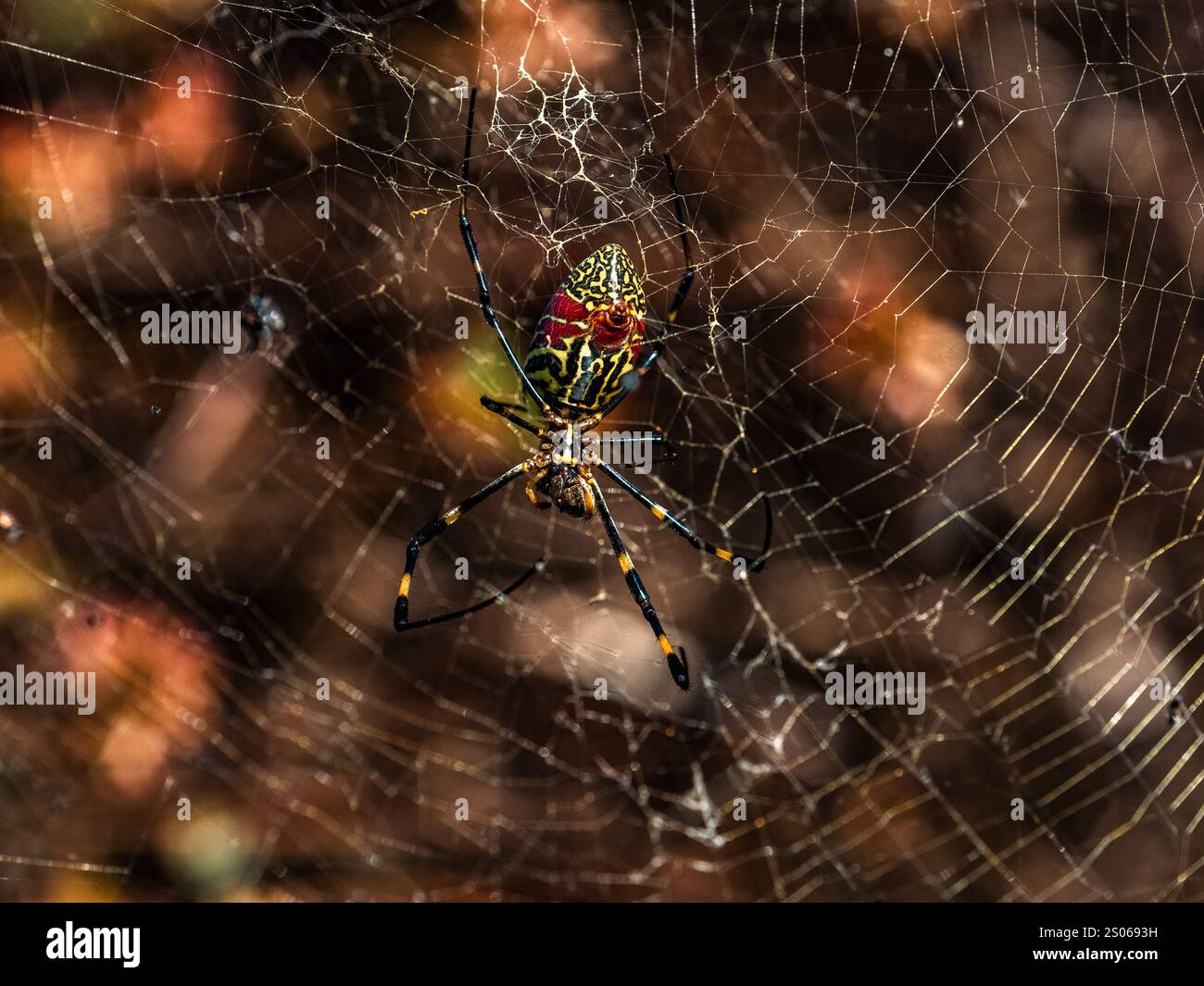 Una grande femmina Joro Spider, Trichonephila clavata, riposa nella sua ragnatela in un parco vicino a Yokohama, in Giappone. Foto Stock Una grande femmina Joro Spider, Trichonephila clavata, riposa nella sua ragnatela in un parco vicino a Yokohama, in Giappone. Foto Stock