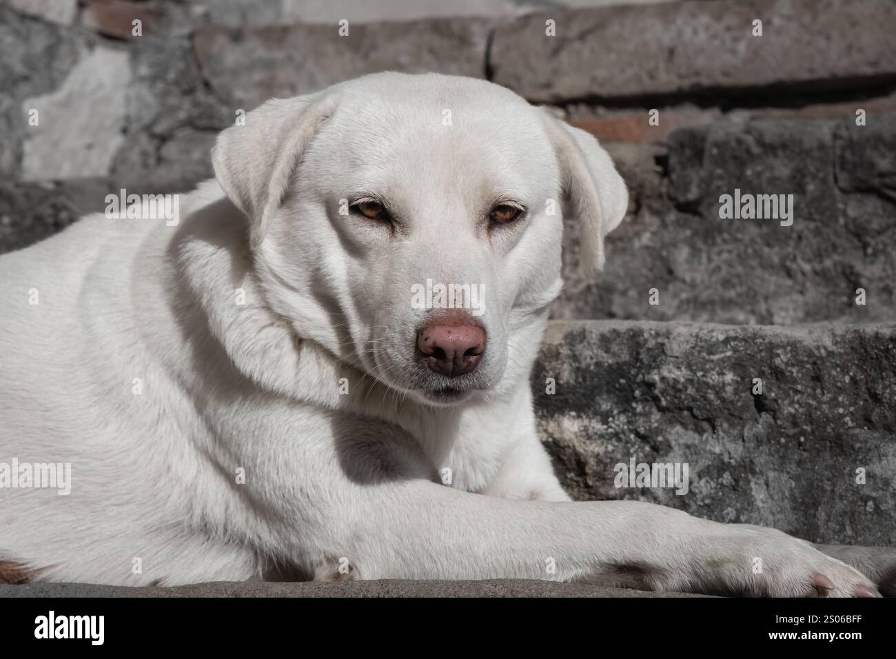 Il cane bianco riposa fuori in una giornata di sole. Primo piano di un cane bianco che riposa pacificamente su un pavimento. Un labrador rilassante all'aperto sui gradini. Foto Stock