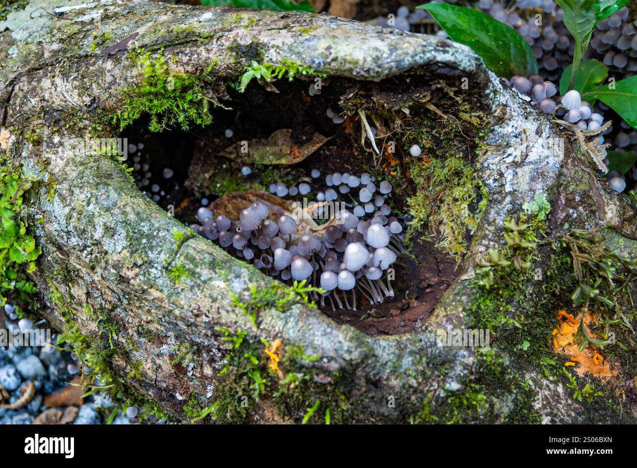 Ammassi di funghi Fairy Inkcap (Coprinellus disseminatus) nella foresta. Espírito Santo, Brasile. Foto Stock