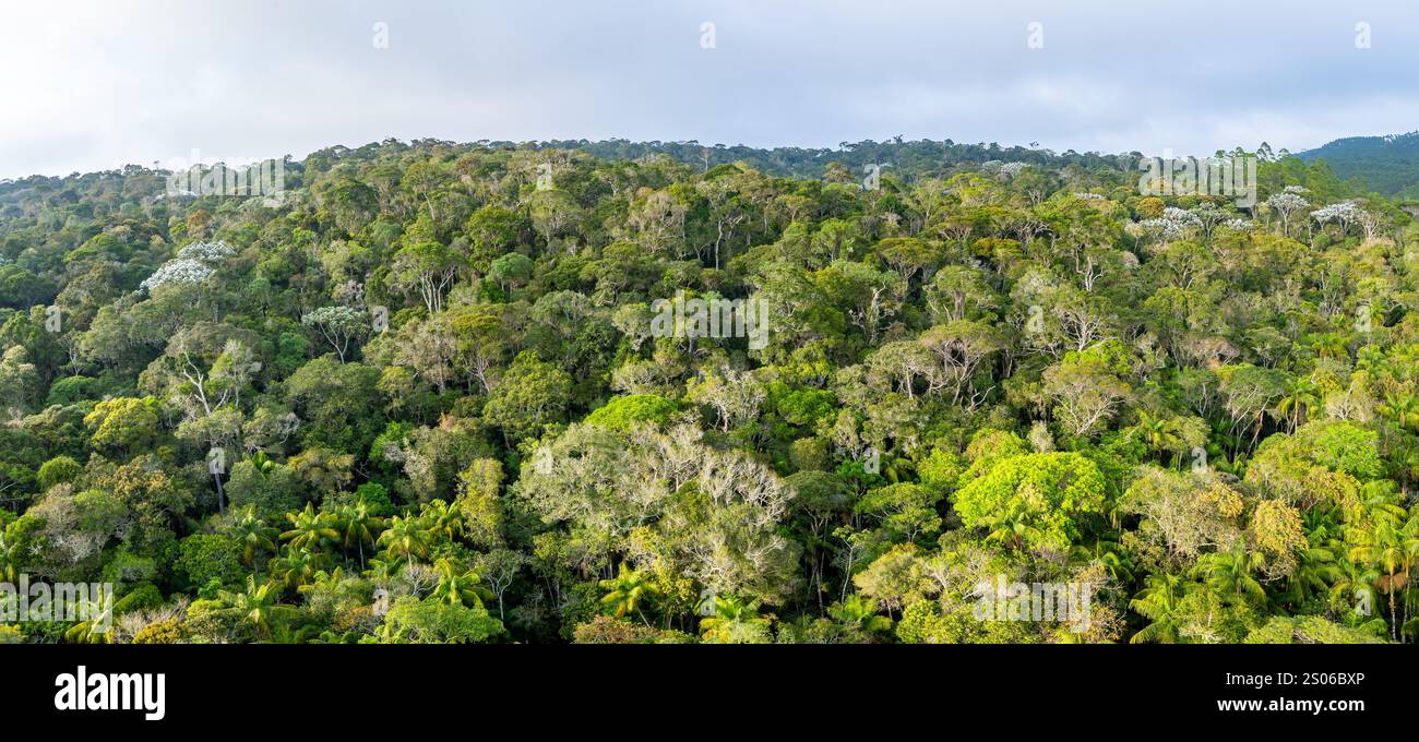 Foresta atlantica ben conservata presso il Parco Nazionale di Caparaó, Stato di Espírito Santo, Brasile. Foto Stock