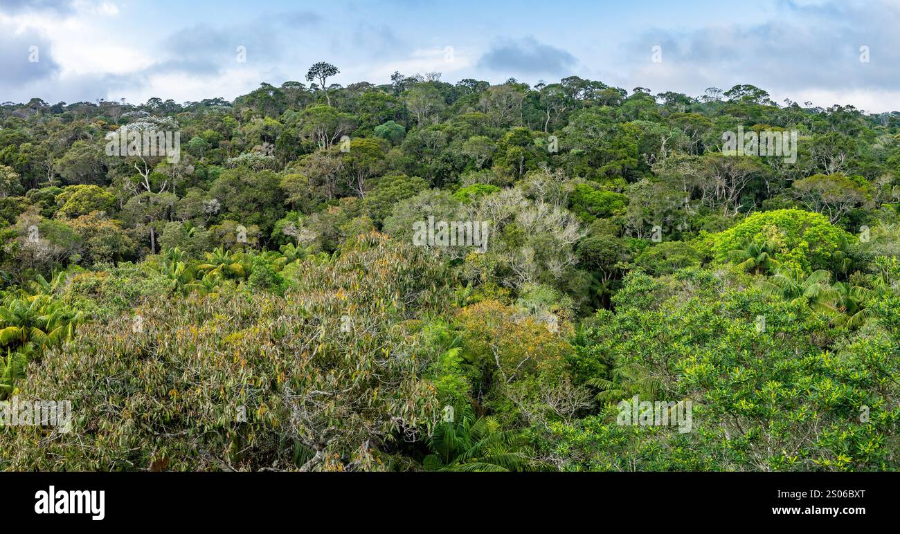 Foresta atlantica ben conservata presso il Parco Nazionale di Caparaó, Stato di Espírito Santo, Brasile. Foto Stock