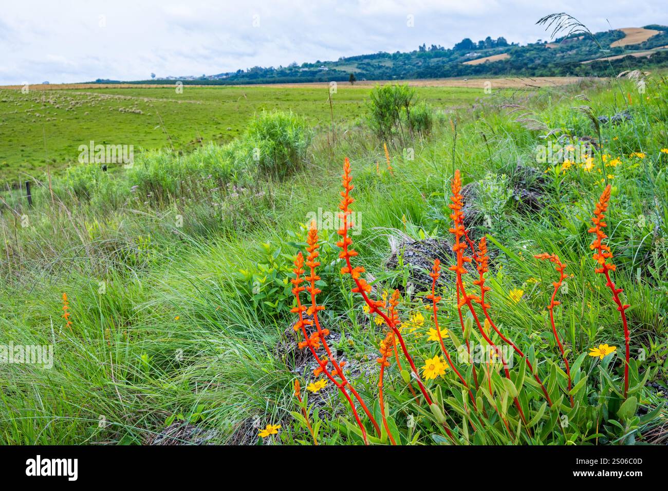 Colorata Sinningia selvatica (Sinningia allagophylla) in piena fioritura in praterie aperte. Stato di Santa Catarina, Brasile. Foto Stock
