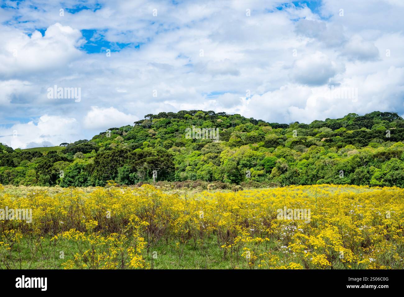Fiori selvatici in piena fioritura. Stato del Rio grande do sul, Brasile. Foto Stock