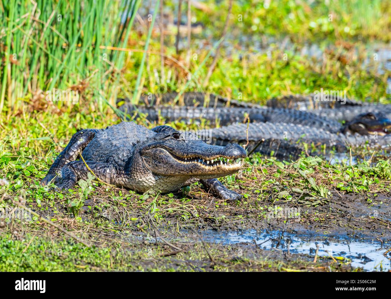Alligatori americani selvatici (Alligator missippiensis) che si crogiolano al sole sul bordo dell'acqua. Texas, Stati Uniti. Foto Stock