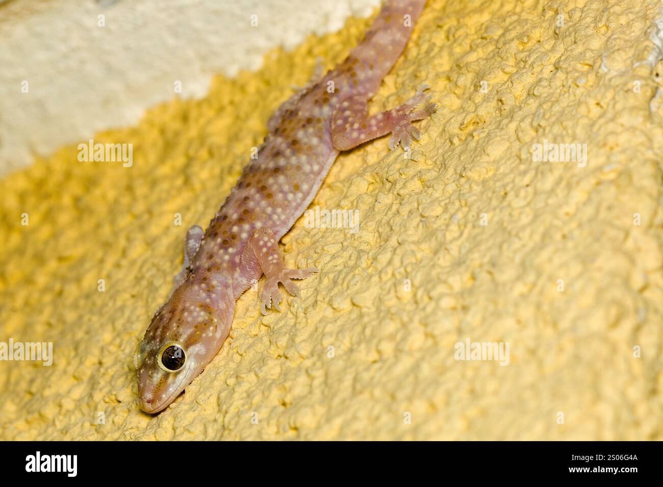 Il geco della casa mediterranea (Hemidactylus turcicus) sul muro della casa Foto Stock