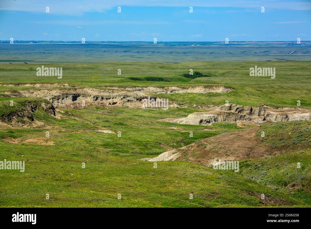 Un grande campo aperto con poche piccole colline e poche mucche in lontananza. Il cielo è limpido e blu Foto Stock