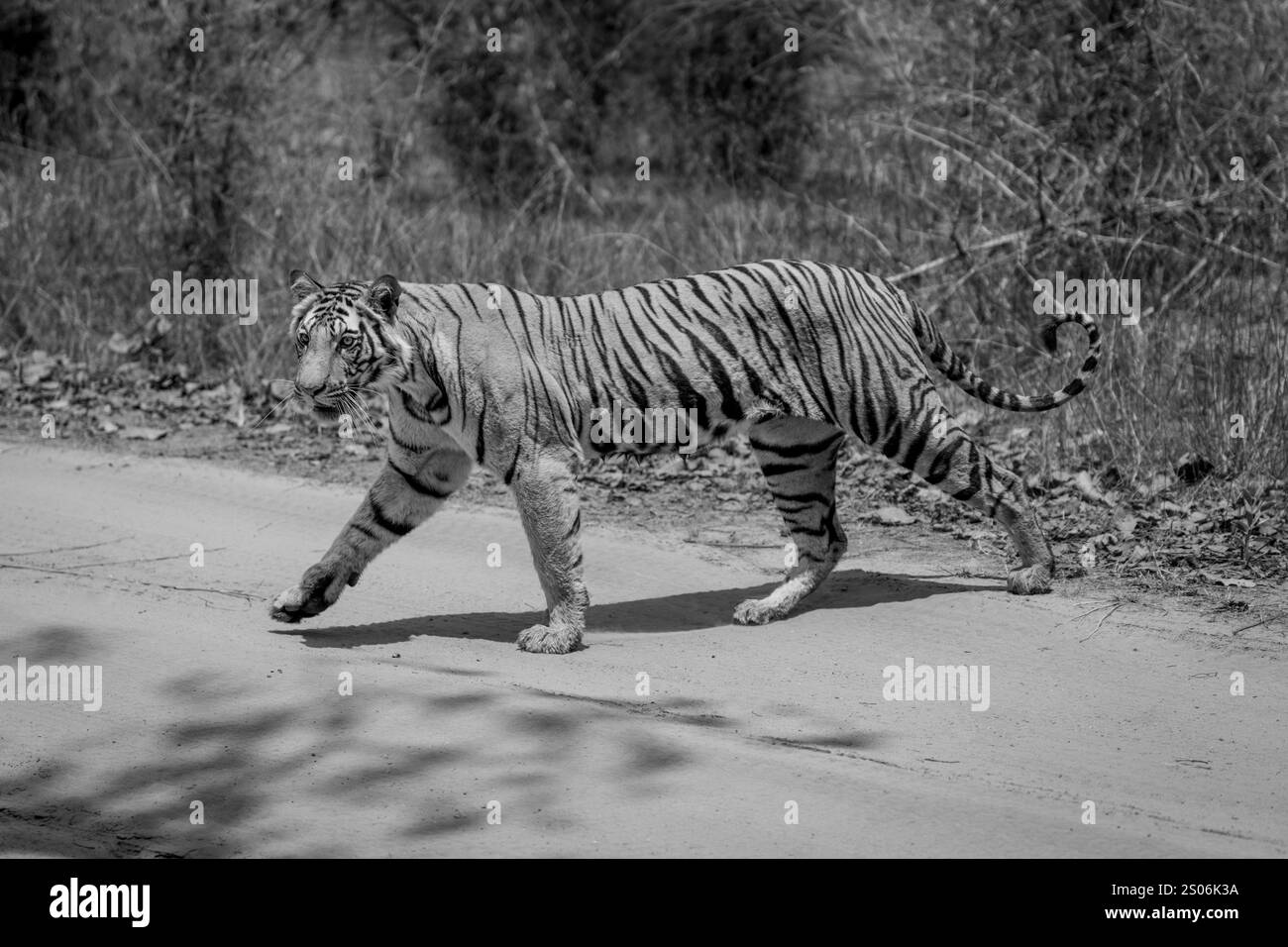 La tigre mono attraversa la pista sabbiosa al sole Foto Stock