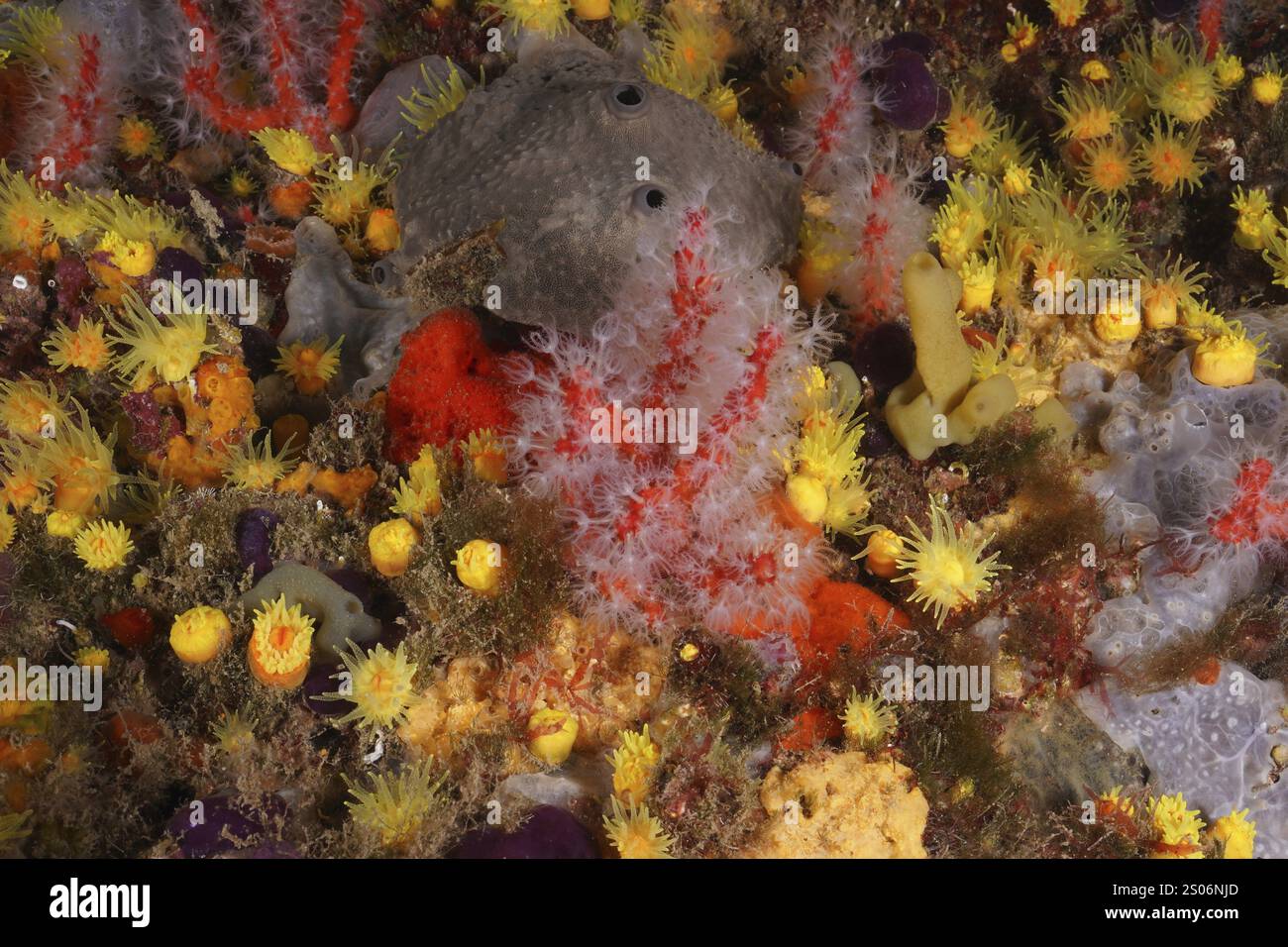 Corallo rosso e bianco (Corallium rubrum) circondato da colorate forme di vita subacquea. Sito di immersione riserva marina Cap de Creus, Rosas, Costa Brava, Spagna, medi Foto Stock