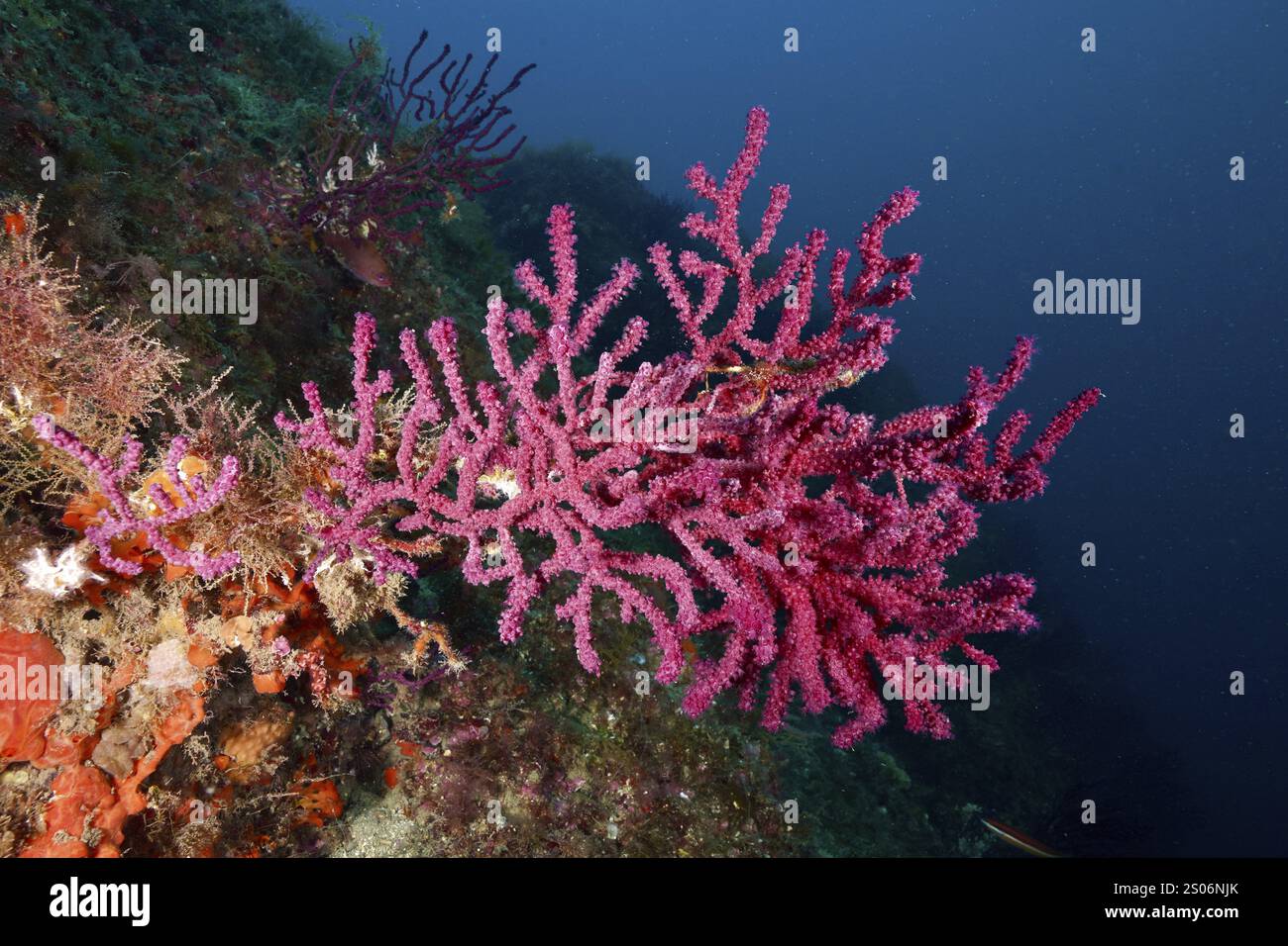 Frusta di mare viola rosa (Paramuricea clavata) su fondali marini ripidi, sito di immersione della riserva marina di Cap de Creus, Rosas, Costa Brava, Spagna, Mediterran Foto Stock