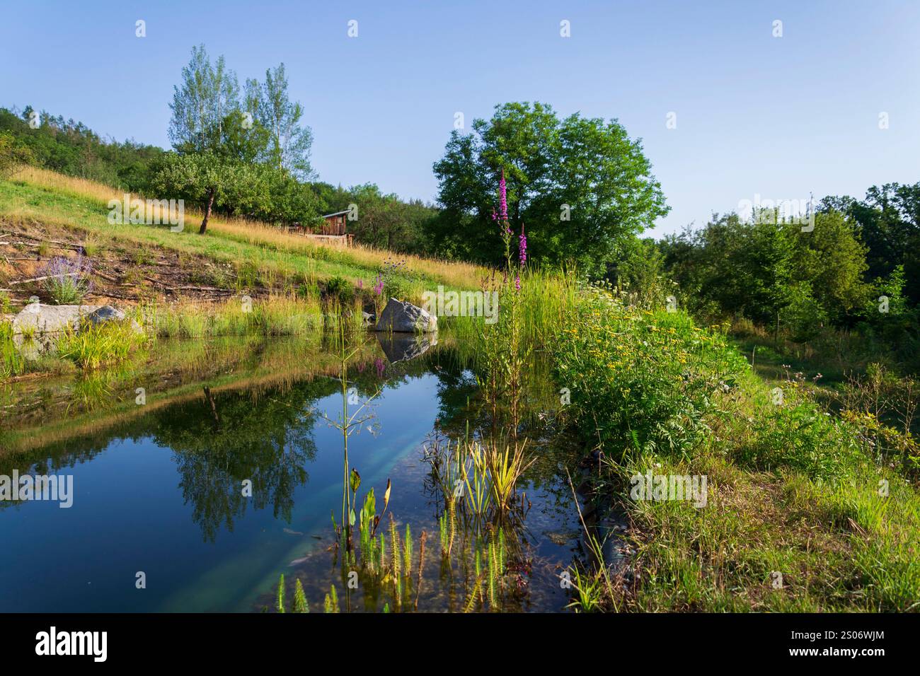 Laghetto naturale o piscina naturale - NSP - acqua purificante senza sostanze chimiche attraverso filtri biologici e piante Foto Stock