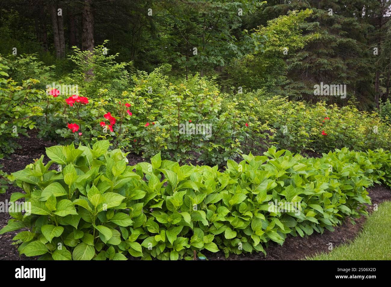 Confine piantato con file di Hydrangea macrophylla 'Endless Summer' e rosa rossa - cespugli di rose nel giardino di campagna in estate, Quebec, Canada. Foto Stock