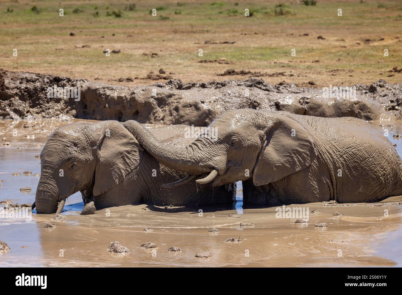 Coppia di elefanti africani che sguazzano nella fossa fangosa dell'Addo Elephant Park, Sudafrica Foto Stock