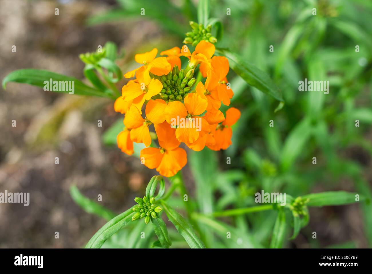 Splendido e luminoso fiore perenne Erysimum cheiri con un'infiorescenza di fiori e boccioli aperti di arancio. Foto Stock