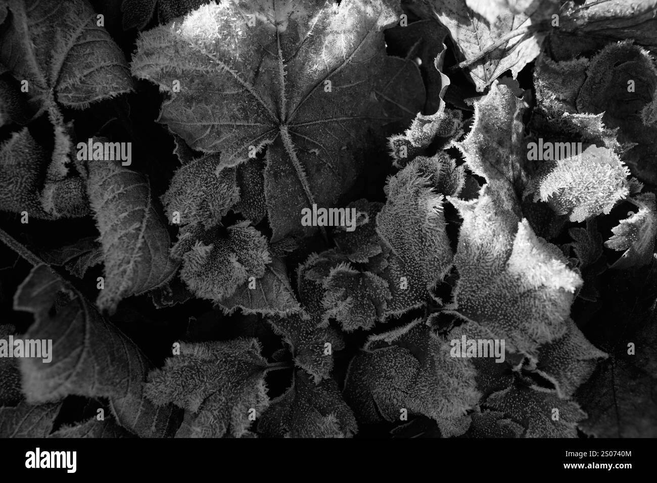 Vereistes Laub im Herbst im Thüringer Wald, 01.12.2024 Tambach-Dietharz Thüringen Deutschland Foto Stock