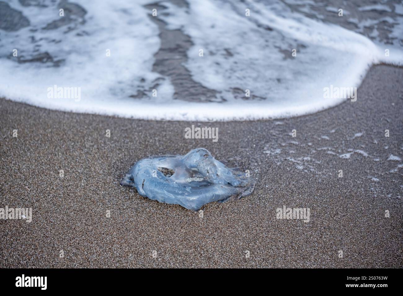 Una medusa si sta adagiando sulla sabbia. Le meduse sono bianche e hanno un centro blu Foto Stock