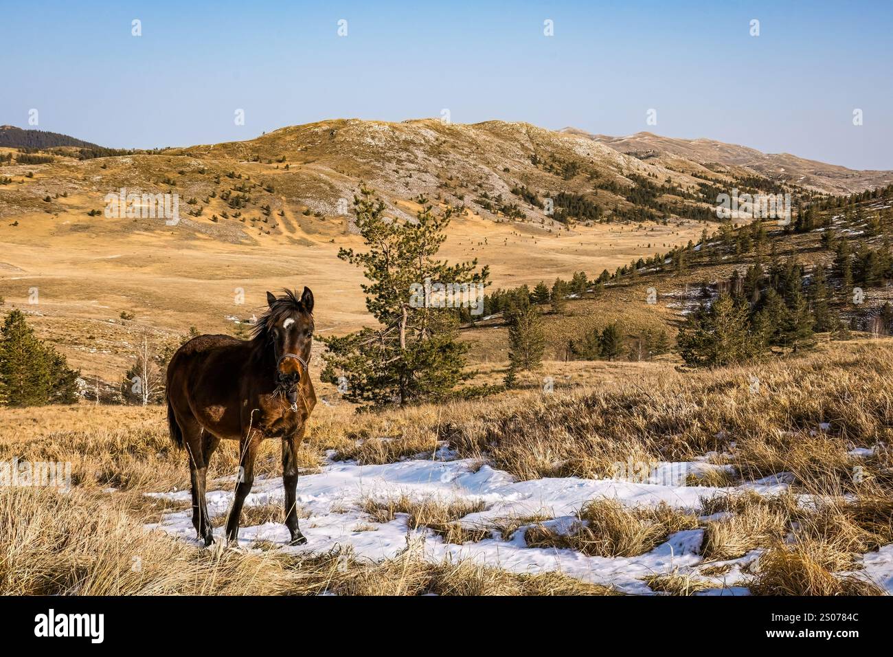 Bellissimo cavallo nel parco nazionale Durmitor, con il sole del paesaggio invernale Foto Stock