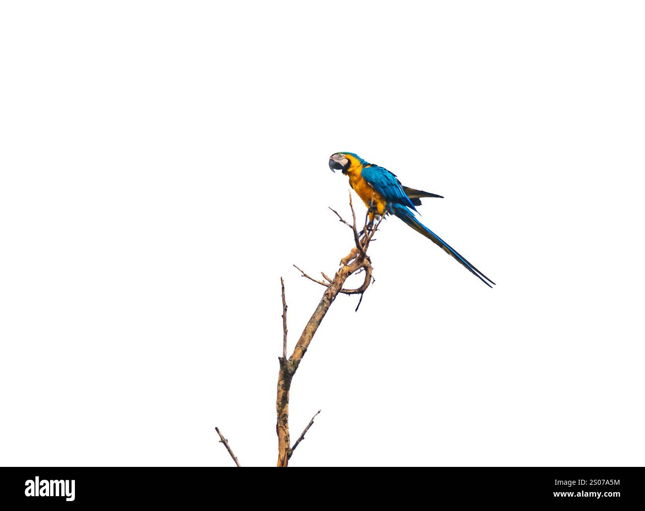 Wild Tropical Brazilian Blue e Yellow Macaw. Macao blu e giallo (Ara ararauna) Foto Stock
