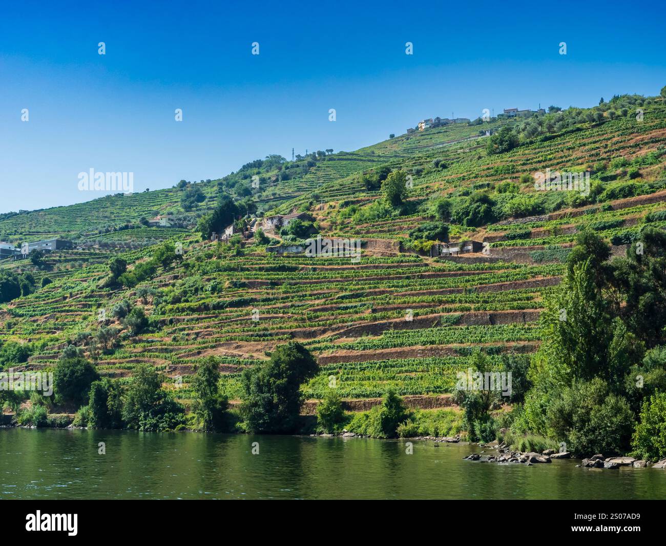 Vigneti lungo il fiume Douro vicino a Regua, Portogallo. Foto Stock