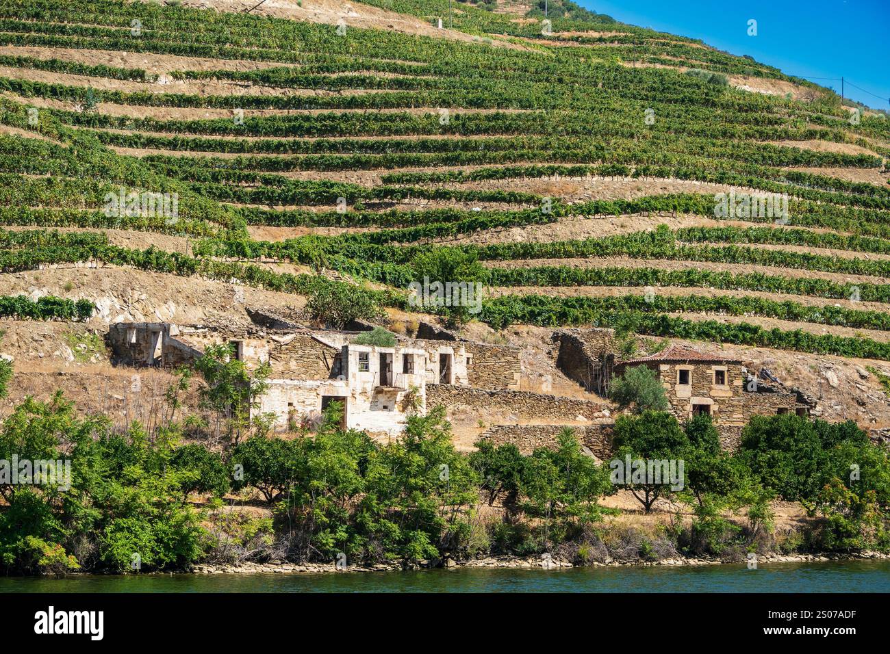 Vigneti lungo il fiume Douro, Portogallo. Foto Stock