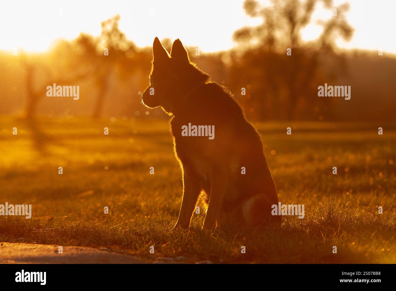 Cane pastore tedesco seduto sul campo al tramonto Foto Stock
