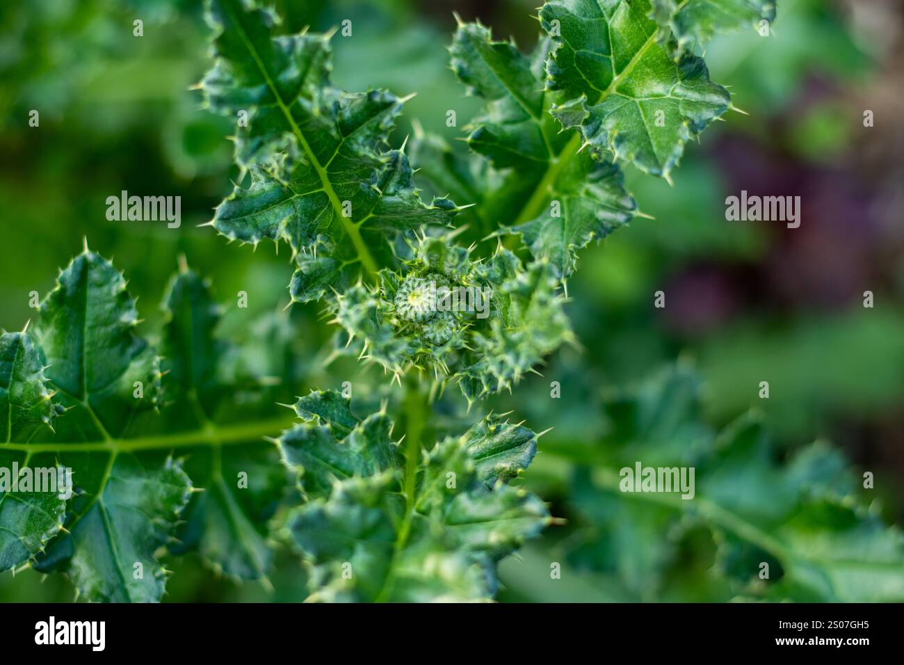 Il cardo di campo è una specie di terreno aperto, che si trova su terreni umidi e secchi. Si tratta di una specie di erba alta di piante spinose, che si trova in pascoli, vecchi campi, Foto Stock