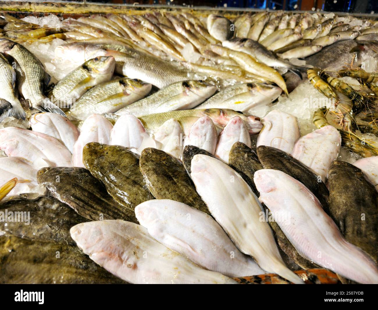 La sogliola comune dei pesci dover, Solea solea, specie di pesci piatti della famiglia dei Soleidae, la sua bruna-grigia mentre la parte inferiore è bianca, con altri tipi Foto Stock