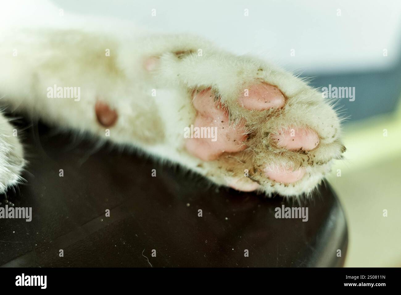 Primo piano del fondo della zampa di un gatto Foto Stock