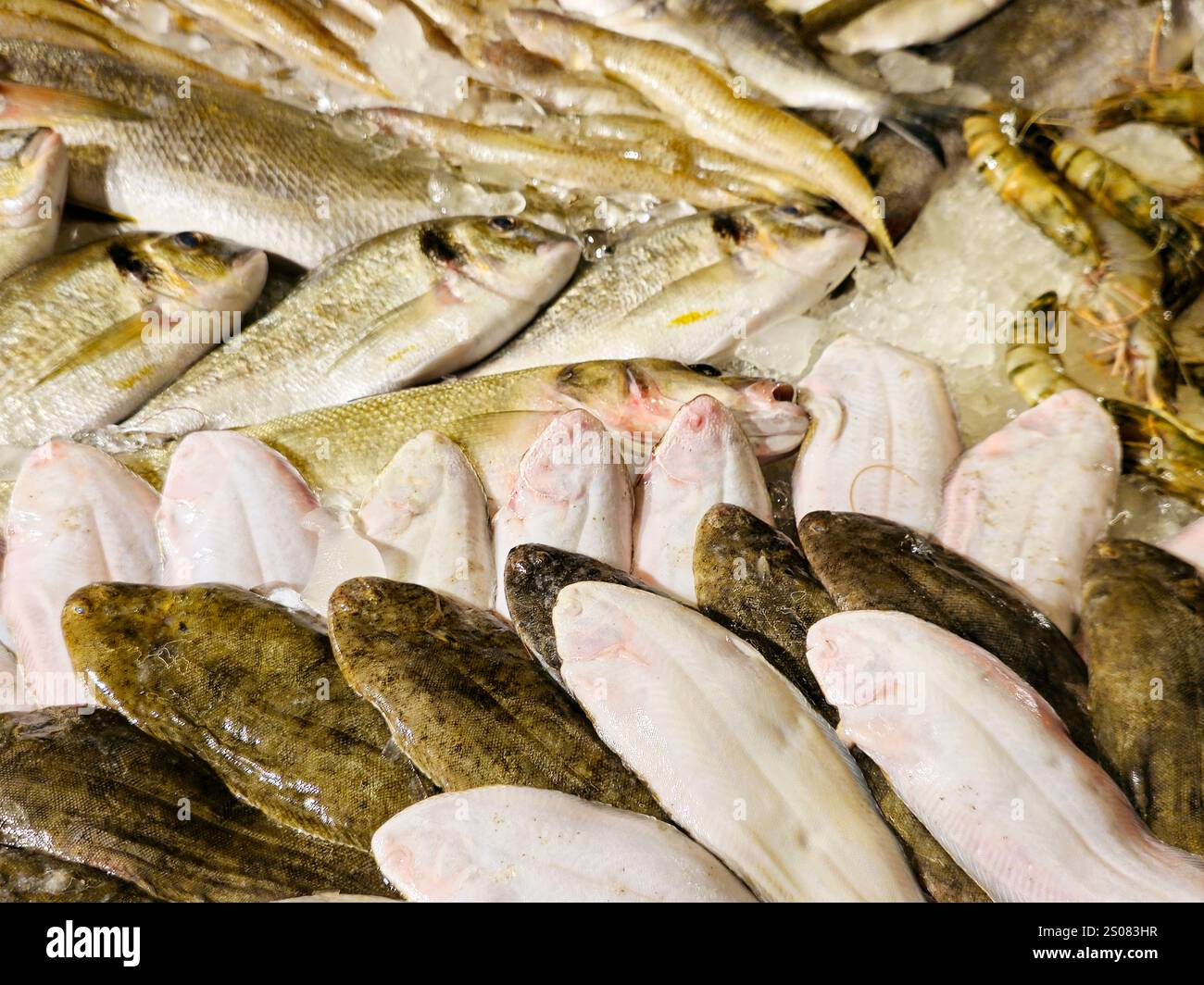 La sogliola comune dei pesci dover, Solea solea, specie di pesci piatti della famiglia dei Soleidae, la sua bruna-grigia mentre la parte inferiore è bianca, con altri tipi Foto Stock