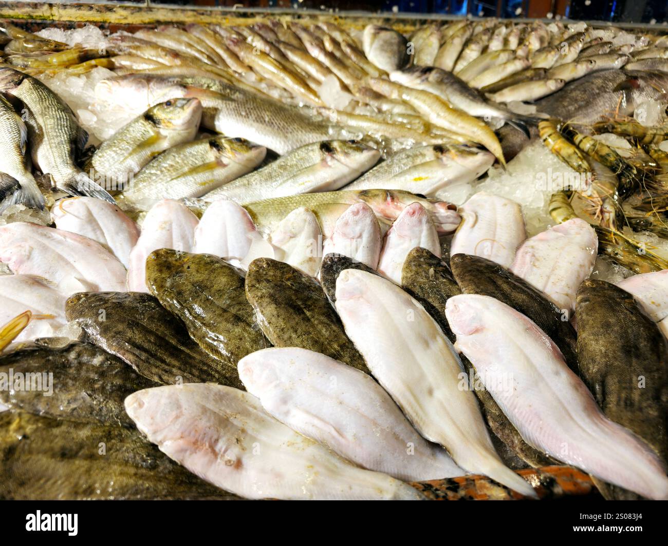 La sogliola comune dei pesci dover, Solea solea, specie di pesci piatti della famiglia dei Soleidae, la sua bruna-grigia mentre la parte inferiore è bianca, con altri tipi Foto Stock