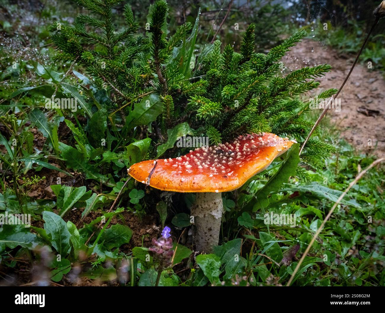 Una foto ravvicinata di un fungo selvatico rosso e velenoso che cresce tra gli arbusti della foresta. Una splendida rappresentazione della bellezza naturale Foto Stock