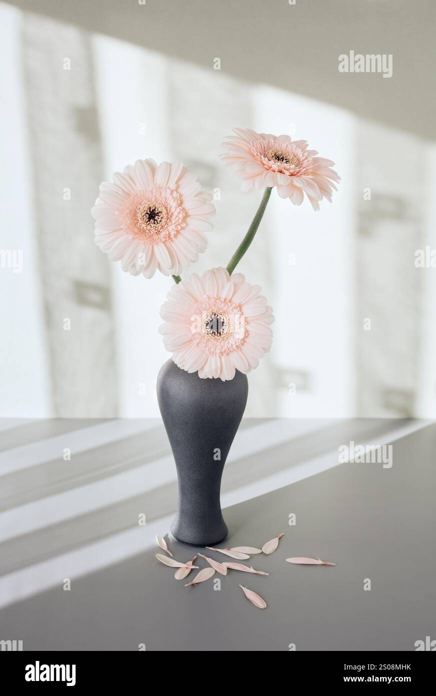 Tre gerberas pastello in vaso grigio con ombre dalle tende sulla parete posteriore Foto Stock