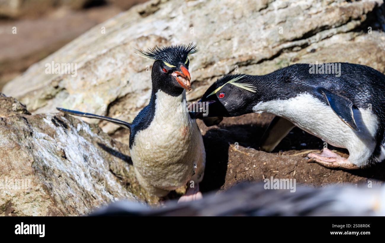 due pinguini rockhopper in una lotta sul territorio uno picchiava e uno sbatte le ali e fugge via Foto Stock