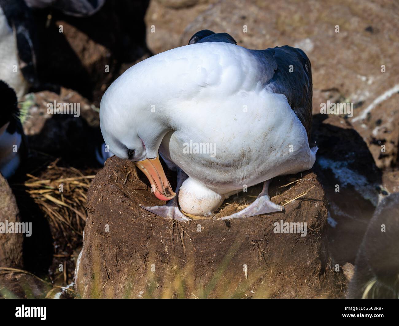 un albatro con sopracciglia nera, seduto su un tipico nido di fango a forma di vulcano, si erge per rivelare un singolo uovo bianco Foto Stock