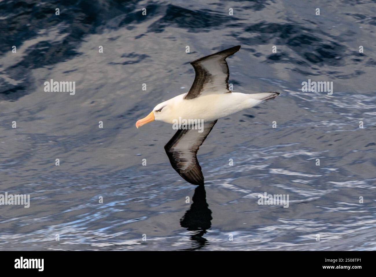 un solitario albatro con sopracciglia nere scivola senza sforzo mentre immergi una punta di ala nel mare nero dell'atlantico meridionale mentre segue una nave Foto Stock