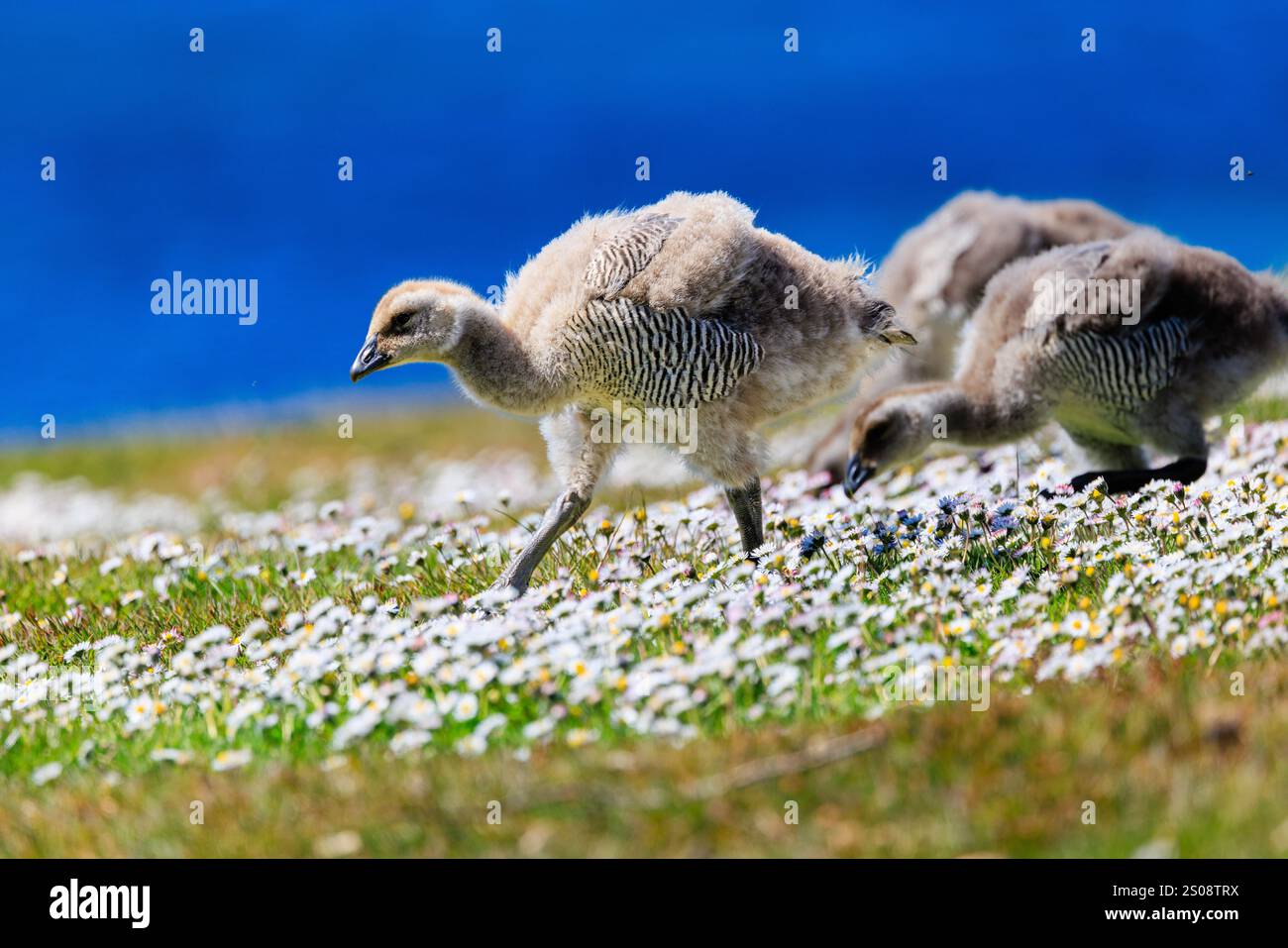 una giovane oca montana gosling pulcino nel piumaggio della muta che cammina su un profilo laterale attraverso un campo erboso coperto da piccoli fiori bianchi Foto Stock