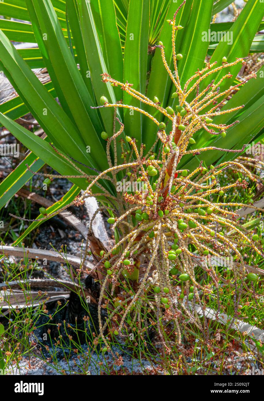 Un'infiorescenza di bacche verdi immature del Saw Palmetto, Serenoa repens. Diventeranno più grandi e cambieranno in arancione, poi in nero, man mano che maturano. Foto Stock