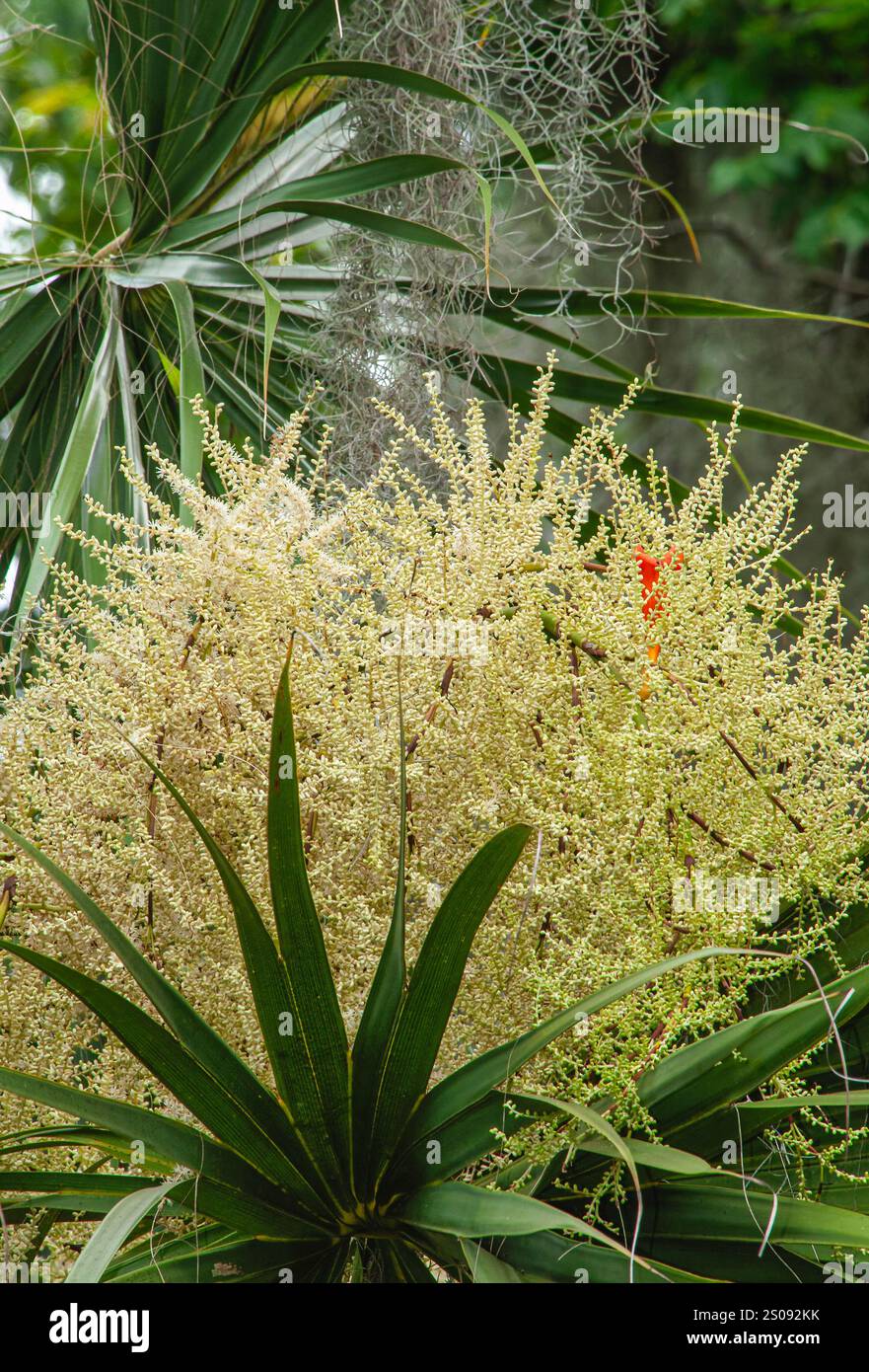 Il ramo di infiorescenza di fiori di palmetto ben chiusi. Quando i fiori si aprono attireranno api, farfalle e altri insetti. Foto Stock