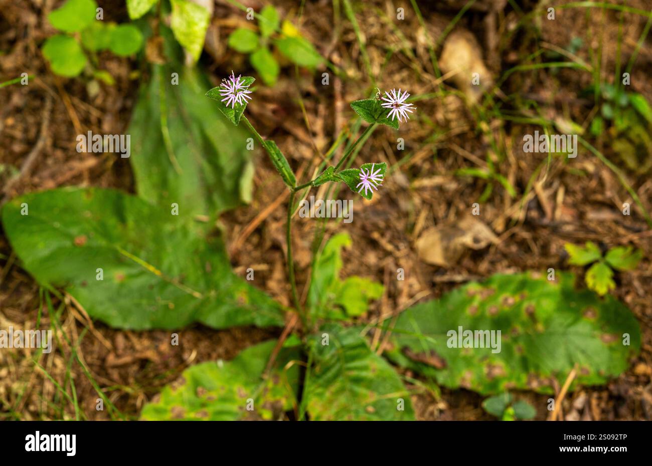 Fiori rosa pallido di elefanti Wooly piede, Elephantopus tomentosus, con tre bratti caratteristici e grandi foglie basali distese sul terreno. Foto Stock