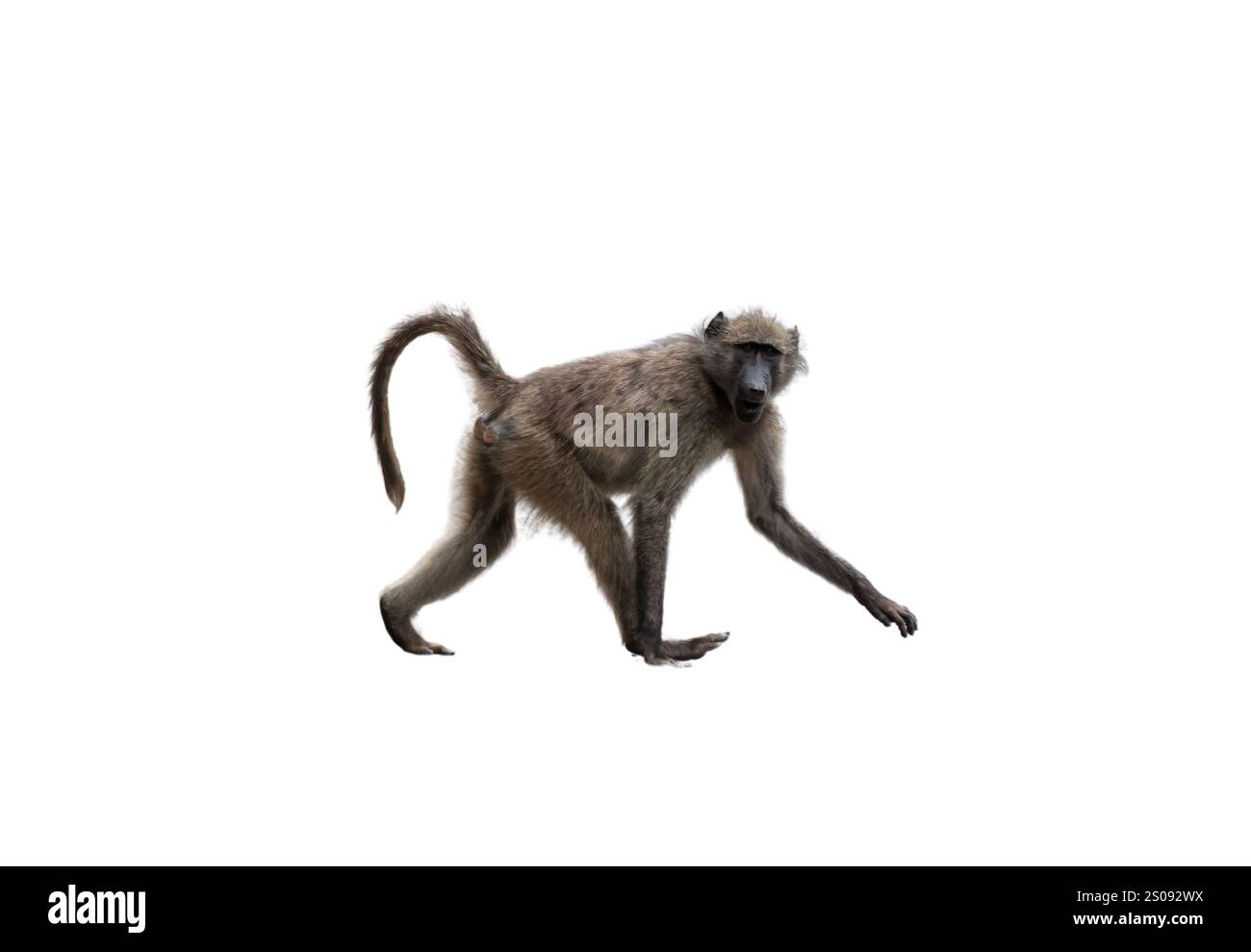 Baboon scimmia che cammina isolata sul bianco parco nazionale in Sud Africa. L'animale primate sta guardando la telecamera Foto Stock