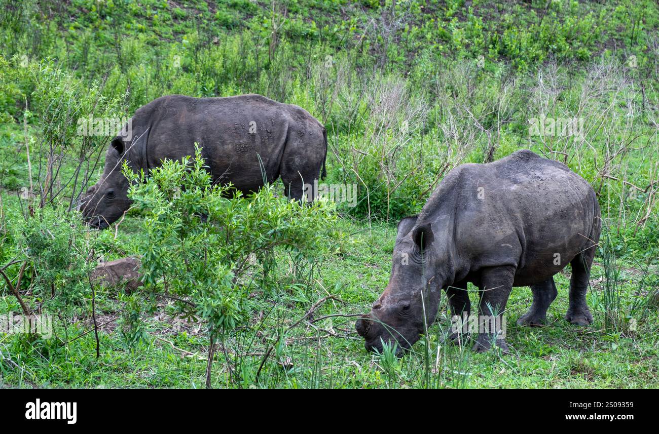 Rinoceronti che pascolano nel Parco Nazionale di Hluhluwe, Sudafrica. Due rinoceronti bianchi in ambiente naturale Foto Stock