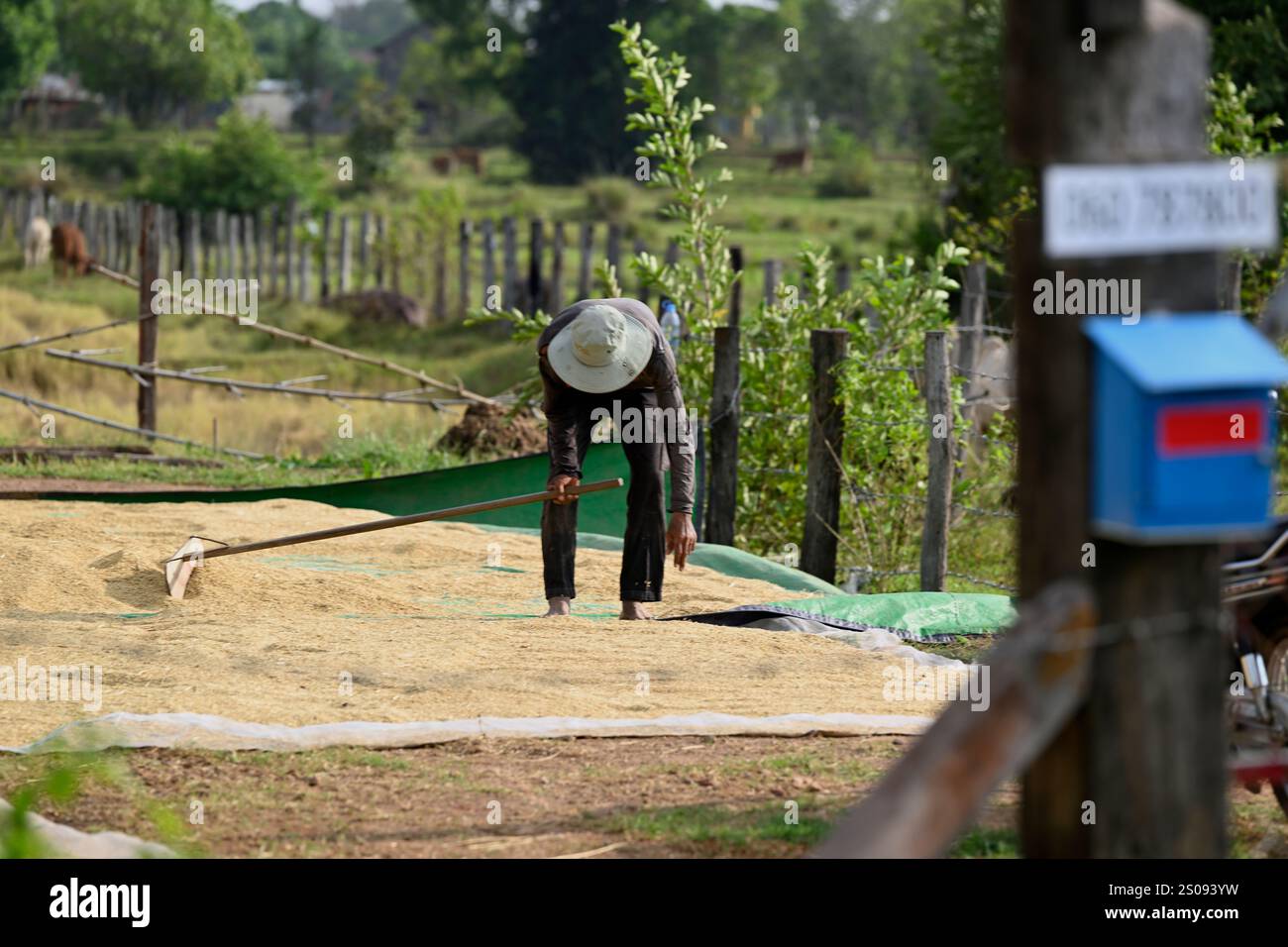 Un uomo asciuga il riso nella sua fattoria dopo il raccolto a Kratie, in Cambogia rurale. Foto Stock