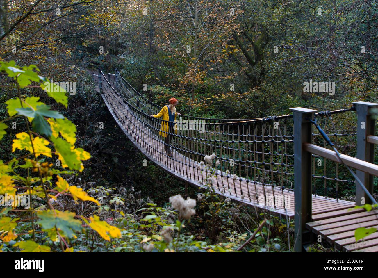 WeltWald Harz Der herbstliche WeltWald im Harz bei Bad Grund, fotografiert AM 27. Ottobre 2024. Bad Grund Niedersachsen Deutschland Weltwald1248 *** WeltWald Harz l'autunnale WeltWald nei monti Harz vicino a Bad Grund, fotografato il 27 ottobre 2024 Bad Grund bassa Sassonia Germania Weltwald1248 Foto Stock