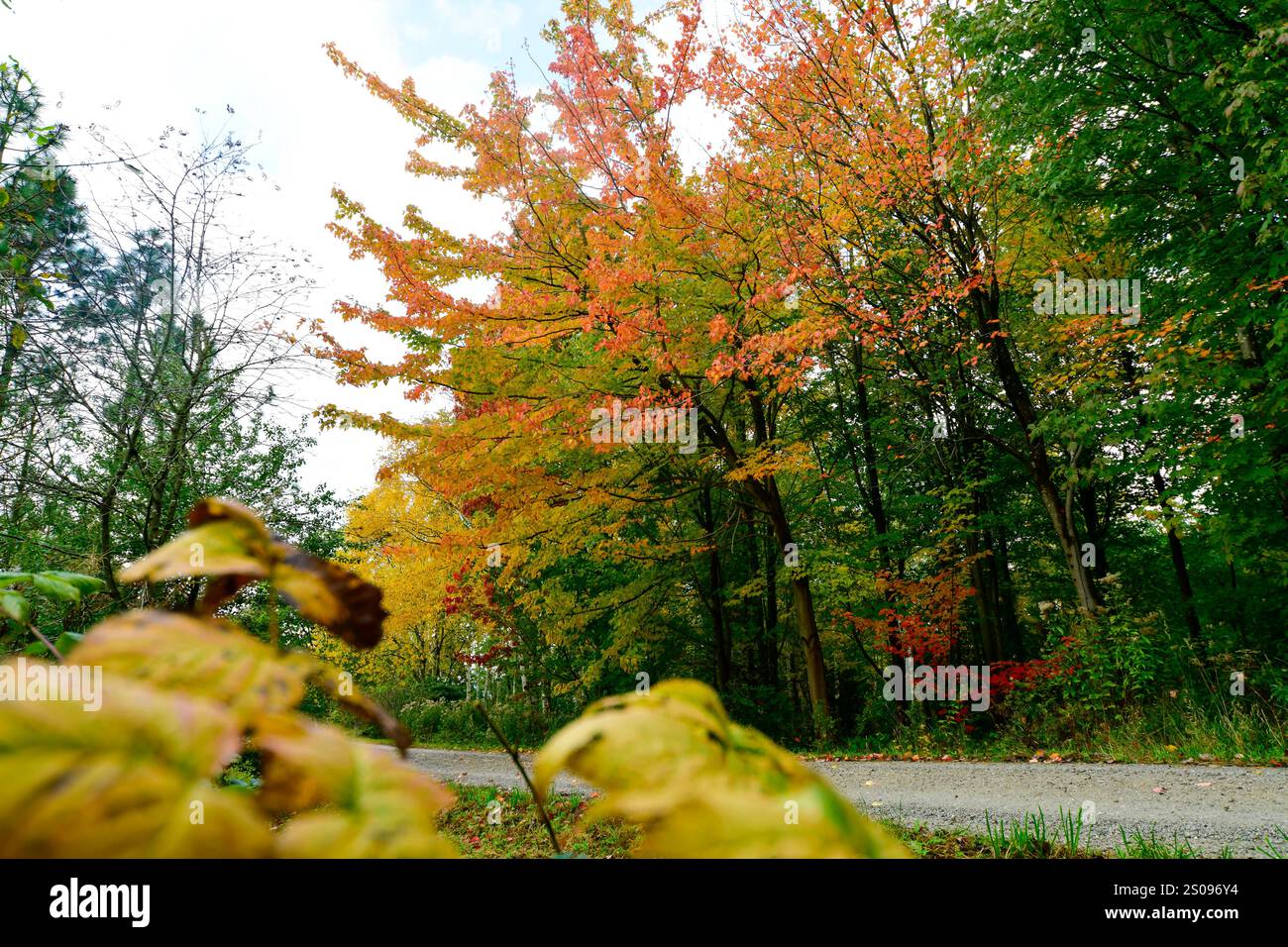 WeltWald Harz Der herbstliche WeltWald im Harz bei Bad Grund, fotografiert AM 8. Ottobre 2024. Bad Grund Niedersachsen Deutschland Weltwald1259 *** WeltWald Harz l'autunnale WeltWald nei monti Harz vicino a Bad Grund, fotografato l'8 ottobre 2024 Bad Grund bassa Sassonia Germania Weltwald1259 Foto Stock
